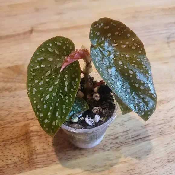 Begonia 'Maculata' polka dot begonia Small Plant - Picture 5 of 10